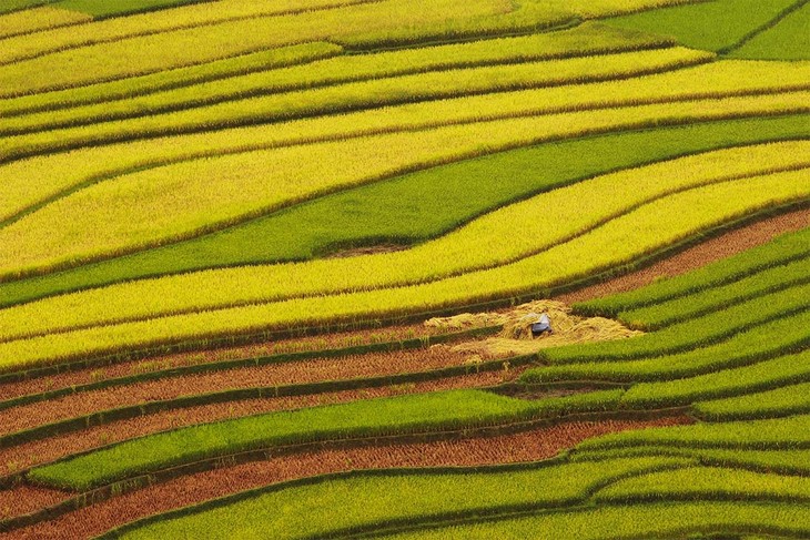 Harvest time in Mu Cang Chai - ảnh 9